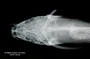 Megalonema punctatum FMNH 7577 holo dvh x